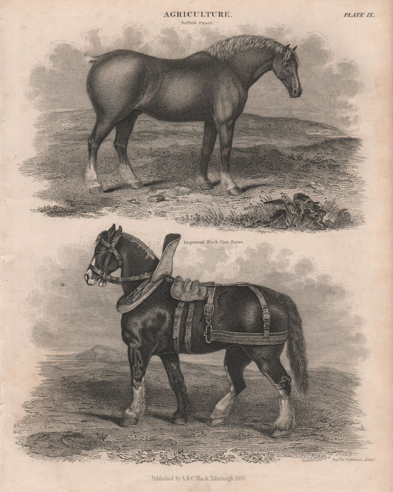 Agriculture. Suffolk Punch. Improved Black Cart Horse. BRITANNICA 1860 print